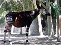 Zoo P1010935